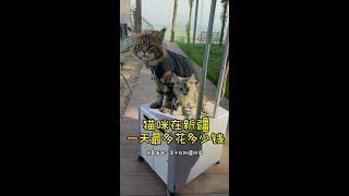 万万没想到罗宾的儿子居然和罗宾一样情绪稳定耶～#城市理享猫砂#城市理享木薯猫砂