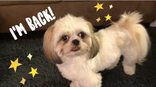 The comeback of Chase the Shih Tzu