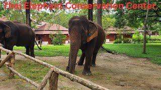 Thai Elephant Conservation Center.