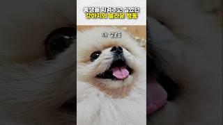 동생을 지켜주고 싶었던 강아지의 놀라운 행동