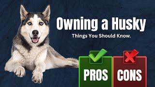 The Pros & Cons Of Owning a Siberian Husky