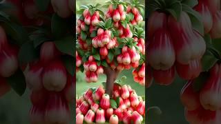 Easy and fast technique for planting and growing waxapple fruit trees. #gardening