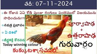 07 Nov 2024 Today winning colours /Today winning colours/vision of kukkuta sastram in colours update