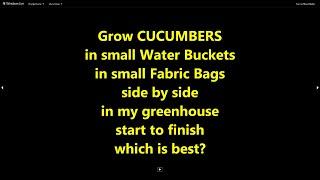 Grow Cucumbers in small Water Buckets & small Fabric Bags side by side in my garden. which is best