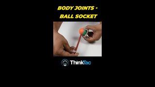 Body Joints - Ball Socket #shorts #youtubeshorts | ThinkTac | DIY Science