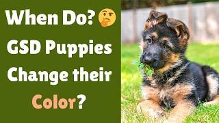 After How long Do German Shepherd Puppies Change their Color? Why do they Change?