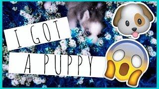 I GOT A HUSKY
