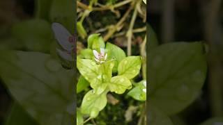 Common chickweed, a species of Chickweeds #photography #shorts #macro #viral #nature #flowers