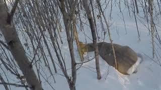 Охота на сибирскую косулю(сборник). Меткие выстрелы, промахи./Hunting for Siberian roe deer.