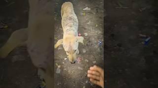 How to treat Itching in dogs and skin issues. खुजली ठीक कैसे करे , त्वचा रोग। #dogsofyoutube #viral