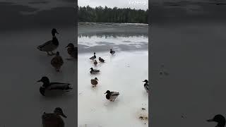 Ducks sliding on frozen lake