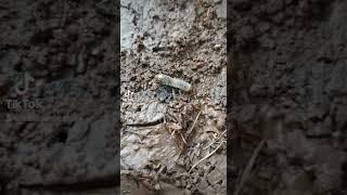 World of Termites