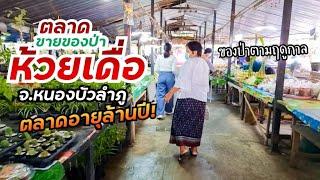 ตลาดขายของป่าห้วยเดื่อ ตลาดล้านปี! จ.หนองบัวลำภู