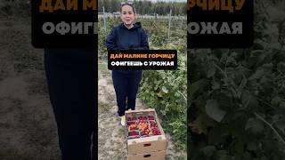 Дай малине горчицу,офигеешь с урожая#дача#сад