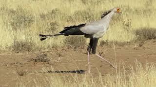 Secretary Bird