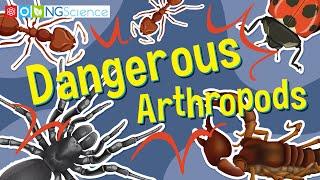 Dangerous Arthropods