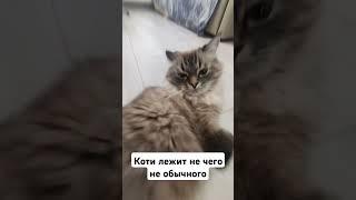 почиль вместе с котиком