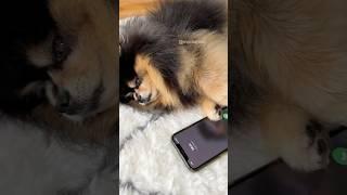 Dog reaction to owner leaving  #pomeranian #dog