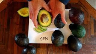 GEM avocado: a profile