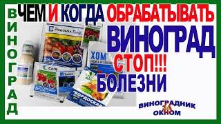   Эта схема обработки спасет Ваш виноград. Все  опасные болезни отступят сами по себе.