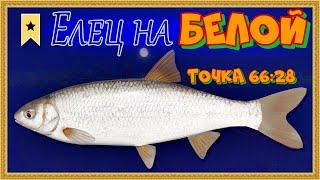 ТРОФЕЙНЫЙ ЕЛЕЦ РЕКА БЕЛАЯ #русскаярыбалка4 #елец #рекабелая