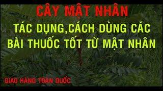 Cây mật nhân - Tác dụng của Cây Mật Nhân - Hướng dẫn sử dụng và phân biệt Rễ Cây Mạt Nhân