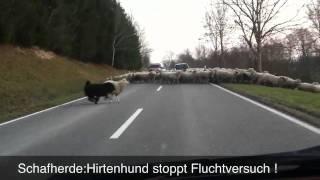 Hirtenhund greift durch - stoppt Fluchtversuch !!!