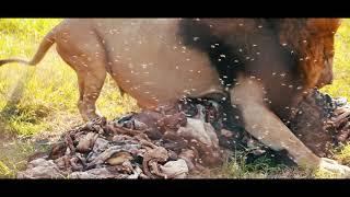 Lion Feeding Experience at Antelope Park