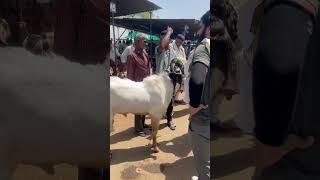 24 MAY 2025 AJMER BAKRA MANDI LIVE UPDATE COVER WITH PRICE RAJASTHAN BIGGEST MANDI