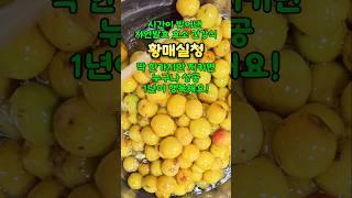 담가 놓으면 1년이 행복한 황매실청  담그는 시기, 방법 , 성공 포인트 #황매실청담그기#황매실청