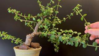 Pruning My “Leaning Lemonade” Windswept Dwarf Jade Bonsai and Thickening Branches  Portulacaria Afra