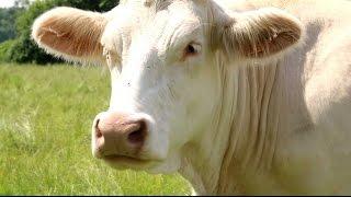 Les bovins aussi se mettent au Bio ! - Teranima TV