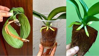 How To Revive Healthy Roots For Withered And Rootless Orchid