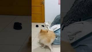 Cat V turned 6 months old today.