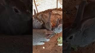 rabait  kissing