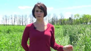 Rye cover crop variety selection for organic no-till soybeans in Wisconsin