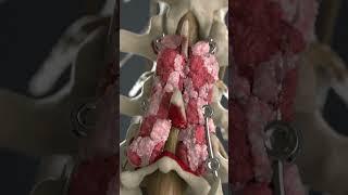MagnetOs™ Flex Matrix | Medical Animation