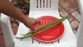 Moringa Leaves & Pods Harvest + 2 Recipes