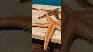 Egypt  starfish. نجم البحر. морская звезда