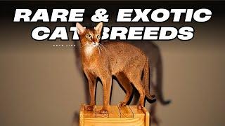 Top 10 Rare and Exotic Cat Breeds