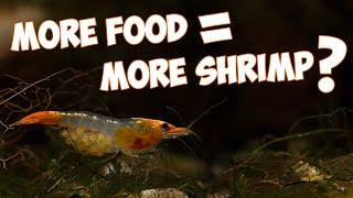 Does Feeding More Food Lead to More Red Cherry Shrimp???