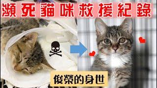 【SoybeanMilk_Cat】 Rescue a dying kitten