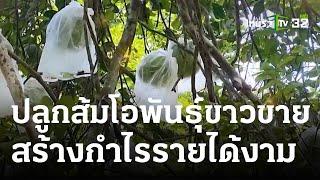 เกษตรทำเงิน : ปลูกส้มโอพันธุ์ขาวใหญ่ | 01 ก.ค. 66 | ตะลอนข่าวสุดสัปดาห์