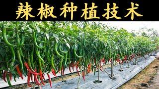 农业 2021: 种植 2021｜辣椒种植技术｜GET Agriculture