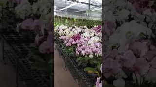 Orchids Flower Display #shorts #short #shortvideo #amazing #orchids #taiwan#flowers #helen