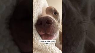 Videos to show I’m not scary  #dogshorts #pitbull #sweet #shortvideo #cuteness #aww #cute #doglove