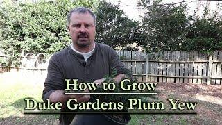 How to grow Duke Gardens Japanese Plum Yew (Slow Growing Compact Conifer)