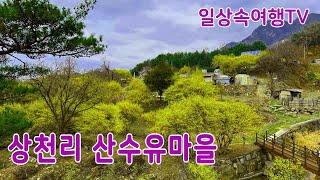 가볼만한 곳 제천 상천리 산수유마을 여행 A must-see destination in Korea in spring