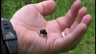 Catch - Feed - Pet - & High Five A Bumble Bee (Drinks Honey From Hand)