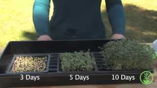 How To Grow Mustard MicroGreens